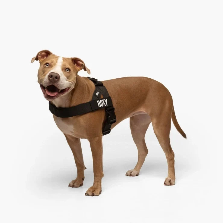 PetComfort