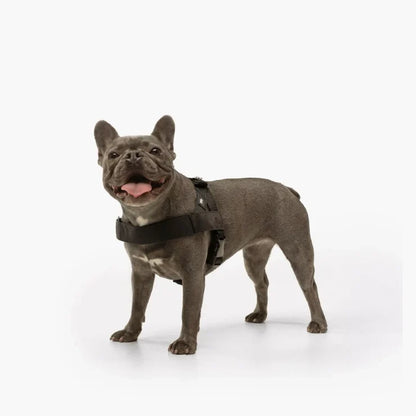 PetComfort