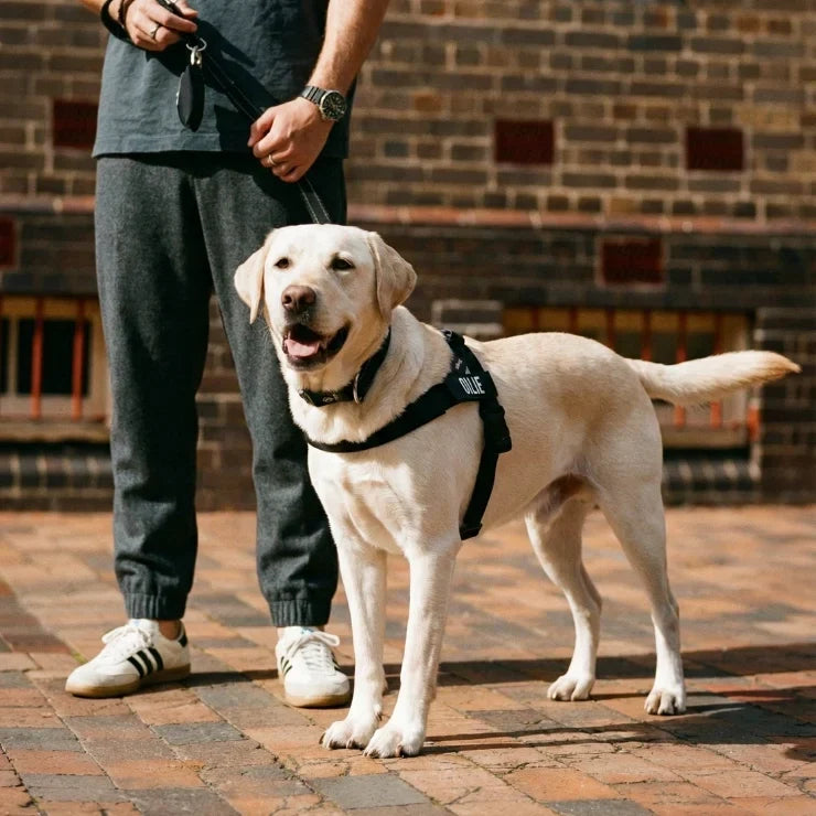 PetComfort