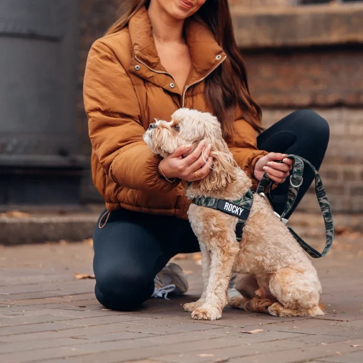 PetComfort