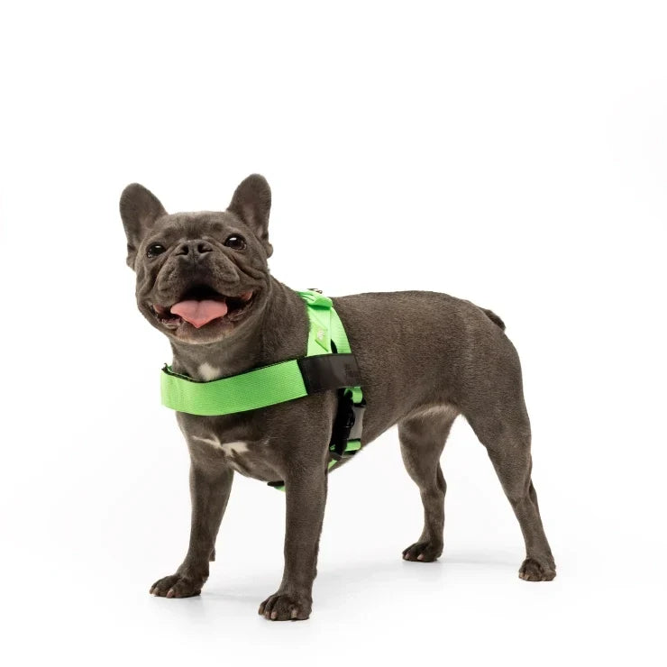 PetComfort