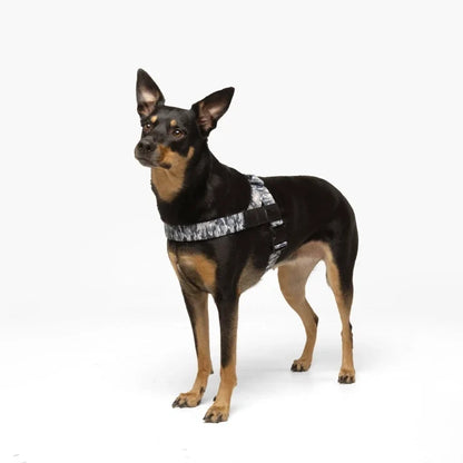 PetComfort