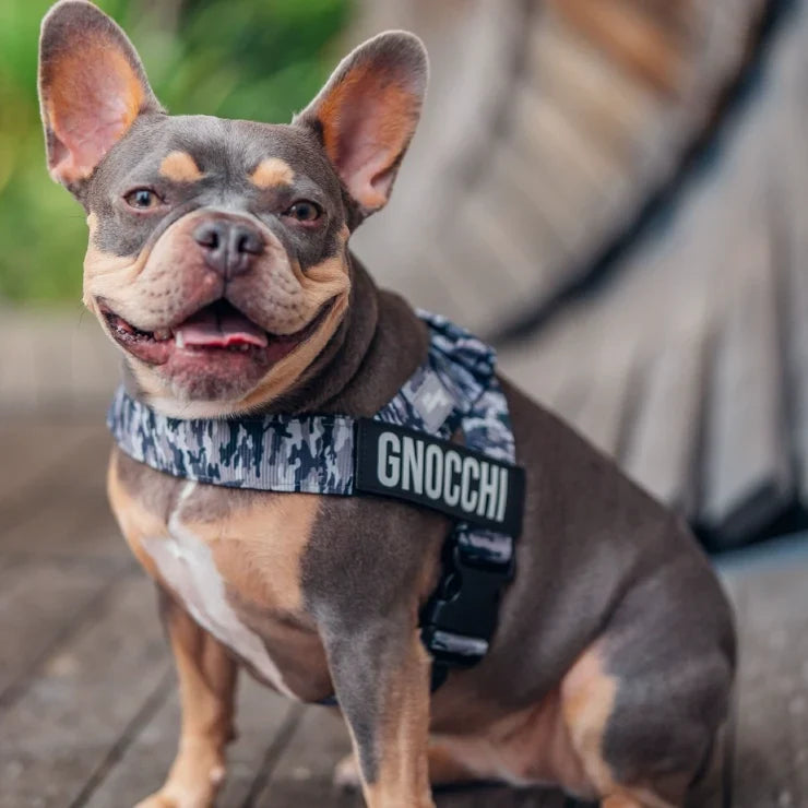 PetComfort