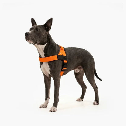 PetComfort