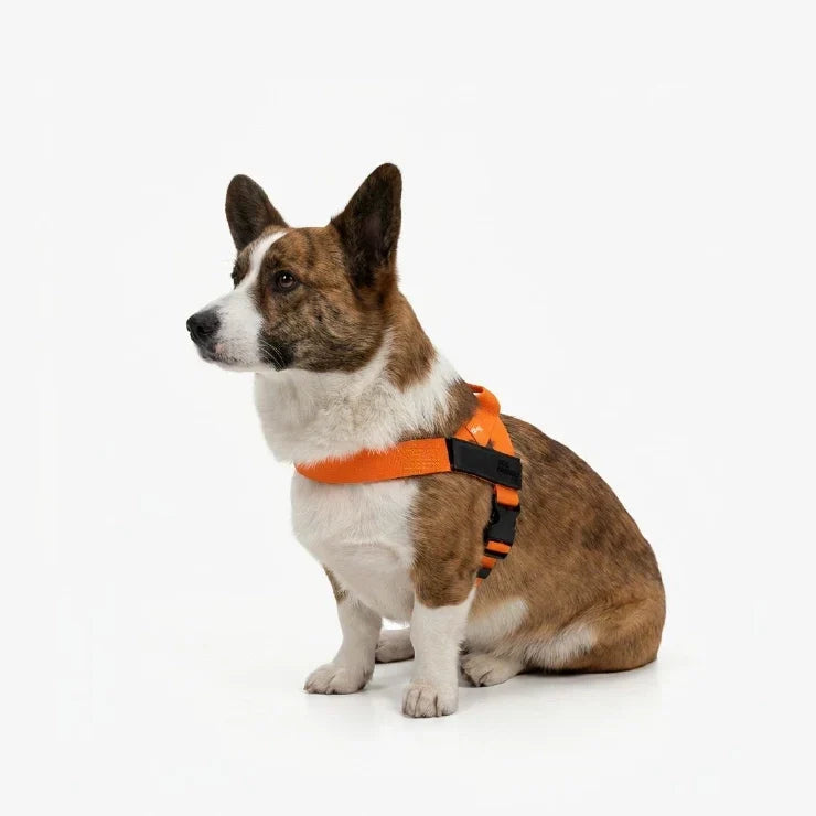 PetComfort