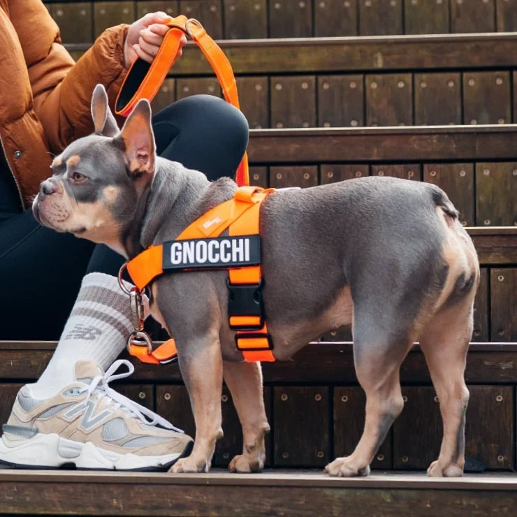 PetComfort