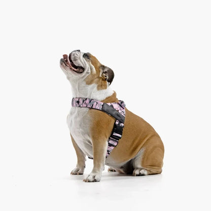 PetComfort