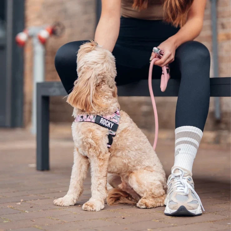 PetComfort