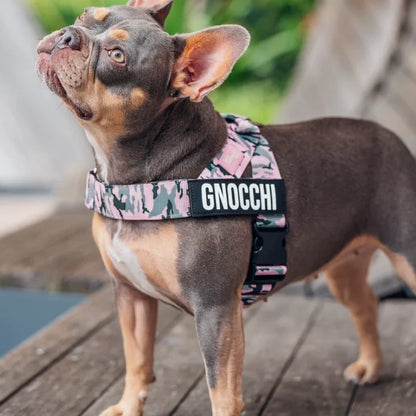 PetComfort