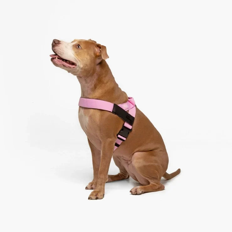 PetComfort