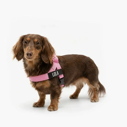 PetComfort