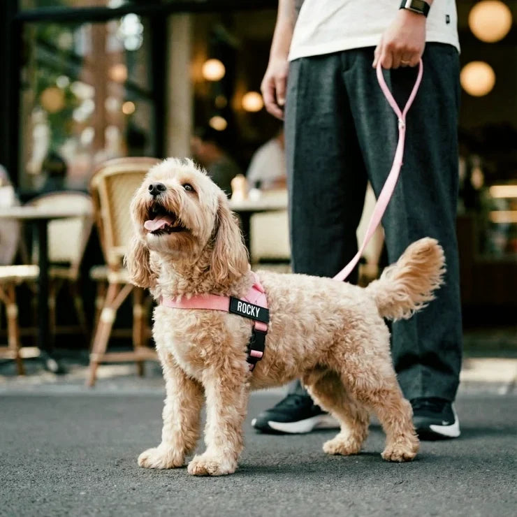 PetComfort