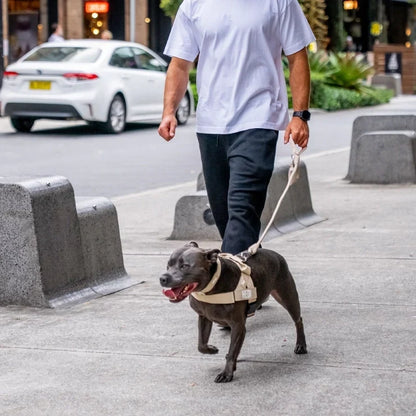 PetComfort
