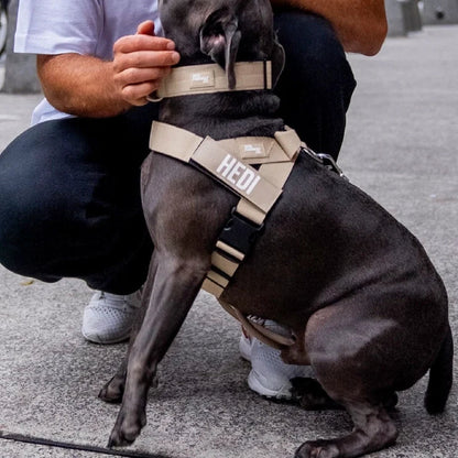 PetComfort