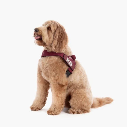 PetComfort