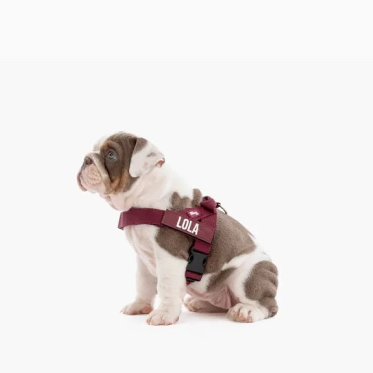 PetComfort