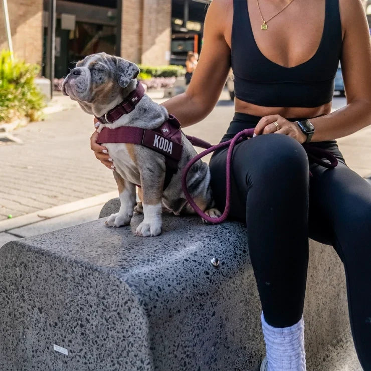 PetComfort