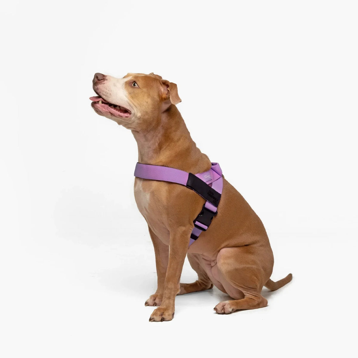 PetComfort