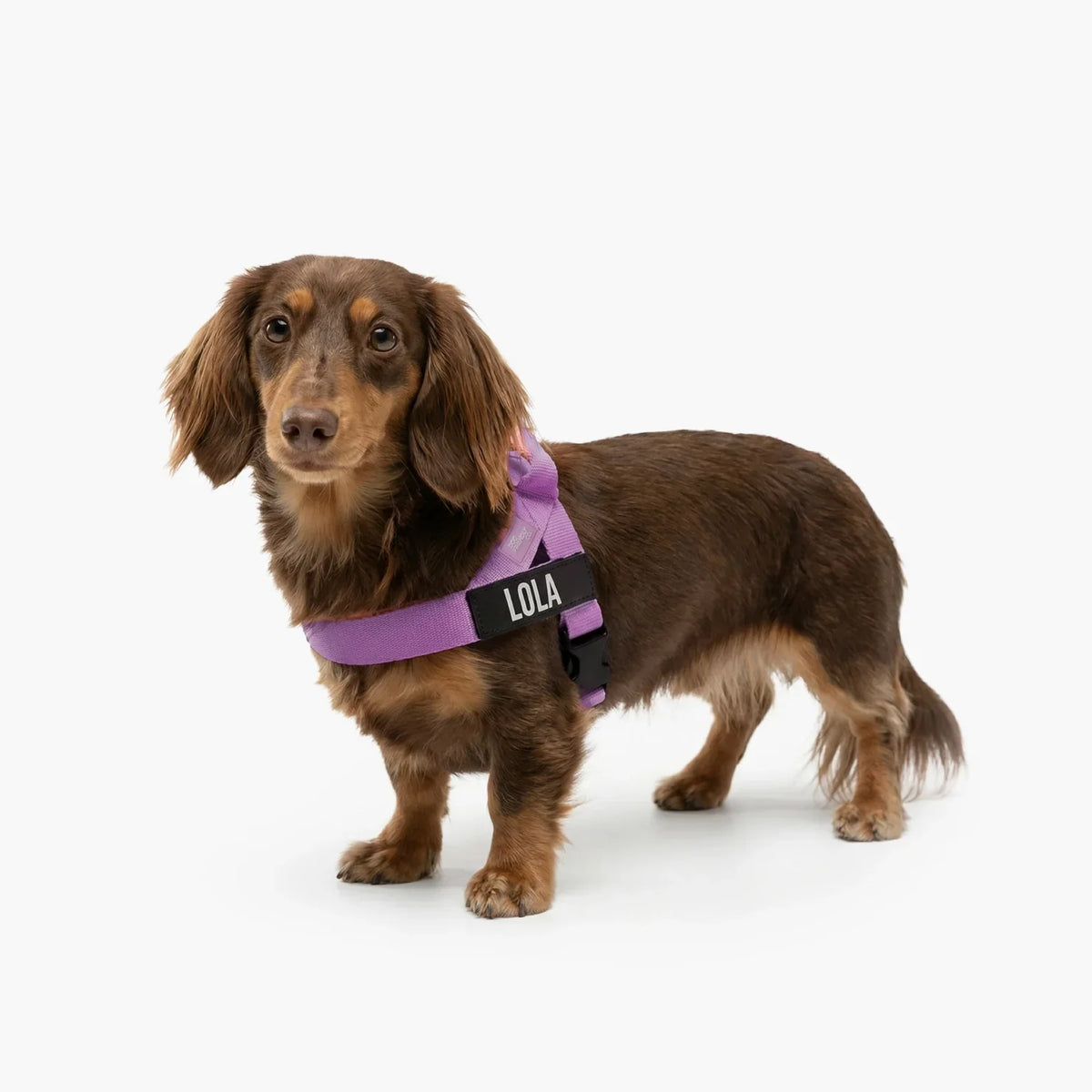 PetComfort
