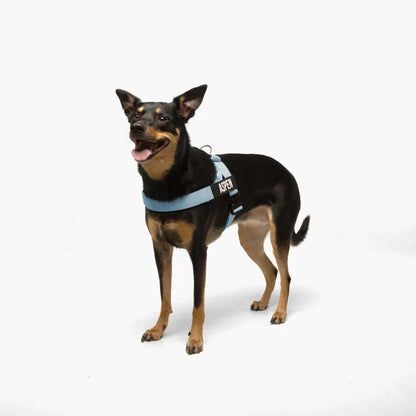 PetComfort