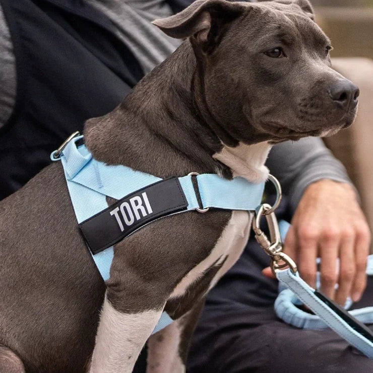 PetComfort