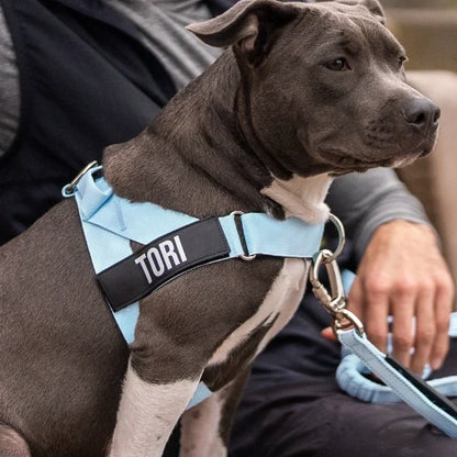 PetComfort