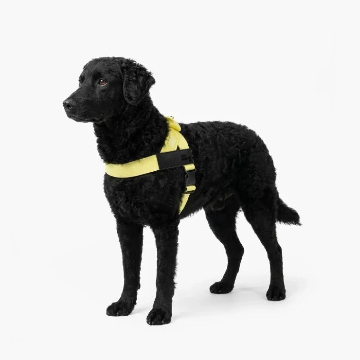 PetComfort