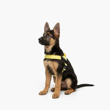 PetComfort