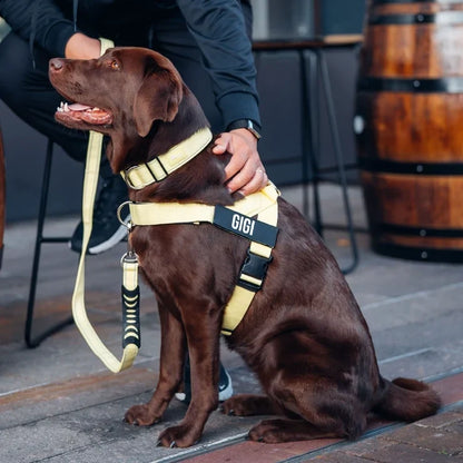 PetComfort